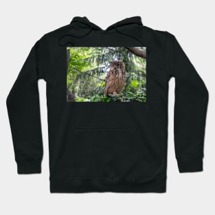 Indian eagle-owl Hoodie